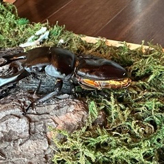 北海道産オオクワガタ♂73mm単品
   の画像