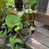 ランキングキーワードに紐づく投稿画像-観葉植物