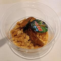 オキナワノコギリクワガタクワガタ♂約3～4㎝台(大宜味村25/8/2採集)の画像