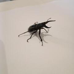 オキナワノコギリクワガタクワガタ♂約3～4㎝台(大宜味村25/8/2採集)の画像
