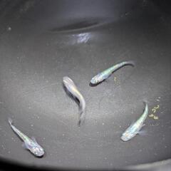 メダカ【三色ラメサファイア】１０匹の画像