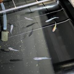 メダカ【三色ラメサファイア】１０匹の画像