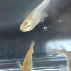 目高【メダカ】善通寺メダカ様血統ガブリエル2ペア②の画像