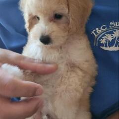 価格の見直しを致しました。2025.6.11うまれのトイプードル...