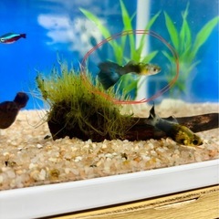 🐠約10L水槽！金魚や熱帯魚に！🐠の画像