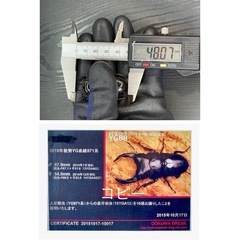 [国産オオクワガタNO:158]YG871系統  77ミリペアーの画像
