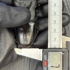 [国産オオクワガタNO:158]YG871系統  77ミリペアーの画像