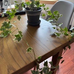 観葉植物　アイビーの画像