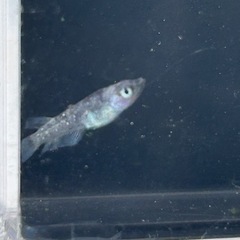 メダカ　銀閣　普通目　若魚　1ペアの画像