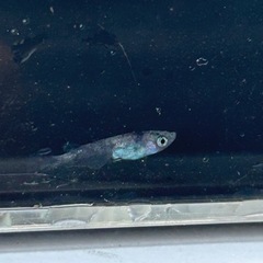 メダカ　銀閣　普通目　若魚　1ペアの画像