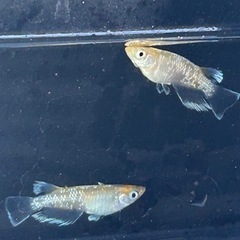 メダカ　ラパス　雄2雌3 産卵中の画像