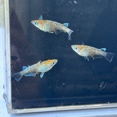 メダカ　ラパス　雄2雌3 産卵中の画像