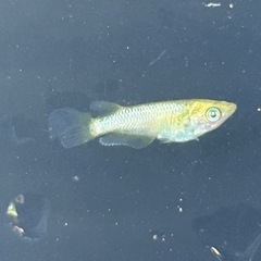 メダカ　ゴールデンクウラ　若魚　1ペアの画像