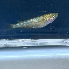 メダカ　ゴールデンクウラ　若魚　1ペアの画像