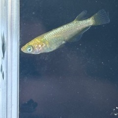 メダカ　ゴールデンクウラ　若魚　1ペアの画像