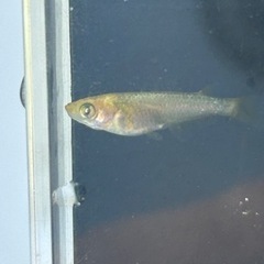 メダカ　ゴールデンクウラ　若魚　1ペアの画像