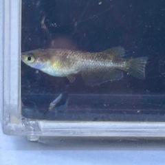 メダカ　金閣　普通目　若魚　1ペアの画像