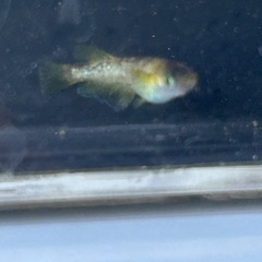メダカ　金閣　普通目　若魚　1ペアの画像