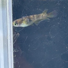 メダカ　金閣　普通目　若魚　1ペアの画像