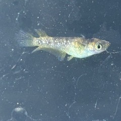 メダカ　金閣　普通目　若魚　1ペアの画像