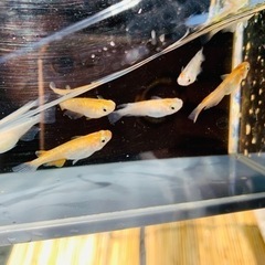 紅三色カブキ（選外）7匹の画像