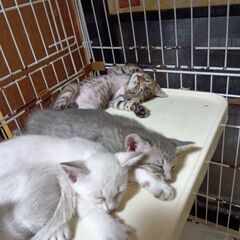 生後1ヶ月の子猫、１匹の里親候補決まっています、あと５匹です