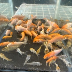 錦鯉　稚魚の画像
