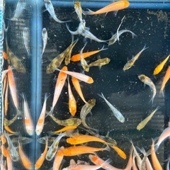 錦鯉　稚魚の画像