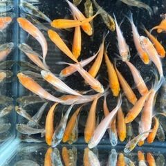 錦鯉　稚魚の画像