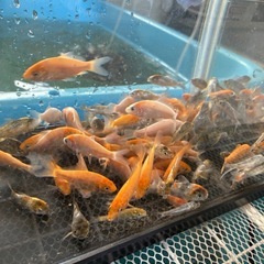 錦鯉　稚魚の画像