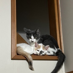 【お話し合い中】3ヶ月ぐらいの子猫2匹オスとメス
