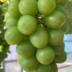 シャインスカット8月9日（土）より販売開始