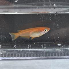 メダカ【楊貴妃】ペア+１匹 ②の画像