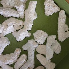 サンゴの画像