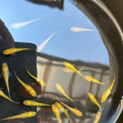 紅帝メダカ10匹　の画像