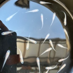 紅帝メダカ10匹　の画像