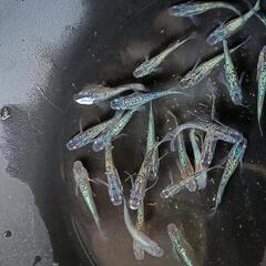 🉐【ネプチューン】10匹の画像