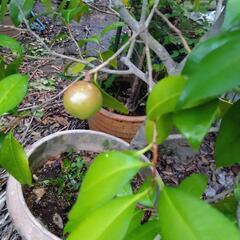 庭の椿　濃いめのピンクの花　鉢付きでの画像