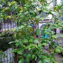 庭の椿　濃いめのピンクの花　鉢付きでの画像