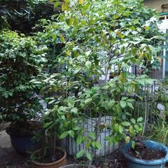 庭の椿　濃いめのピンクの花　鉢付きで