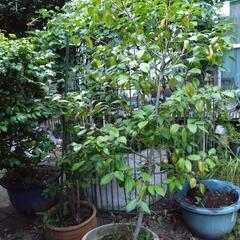 庭の椿　濃いめのピンクの花　鉢付きでの画像