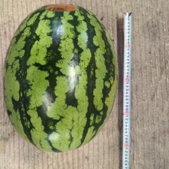スイカの画像