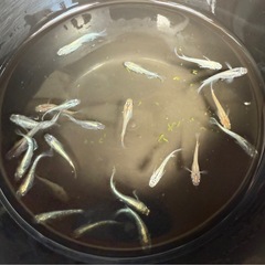 メダカの画像