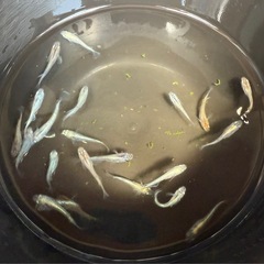 メダカの画像