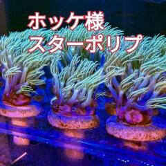 ホッケ様、スターポリプ、4つの画像