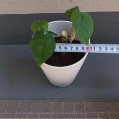 フィカス・ウンベラータの画像