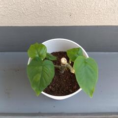 フィカス・ウンベラータの画像