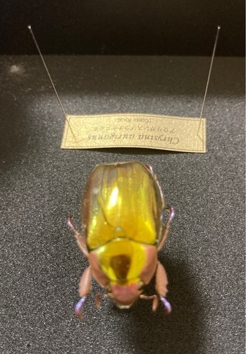 アウリガサスプラチナコガネ