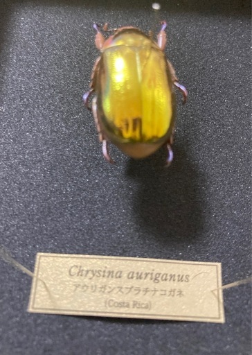 アウリガサスプラチナコガネ