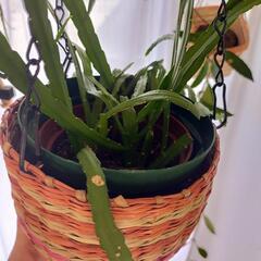 観葉植物の画像